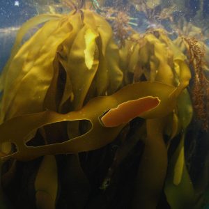 Bull kelp