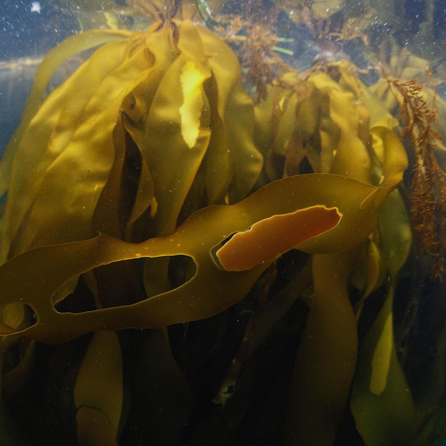 Bull kelp