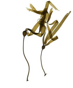 Bull kelp laid vertically and scanned