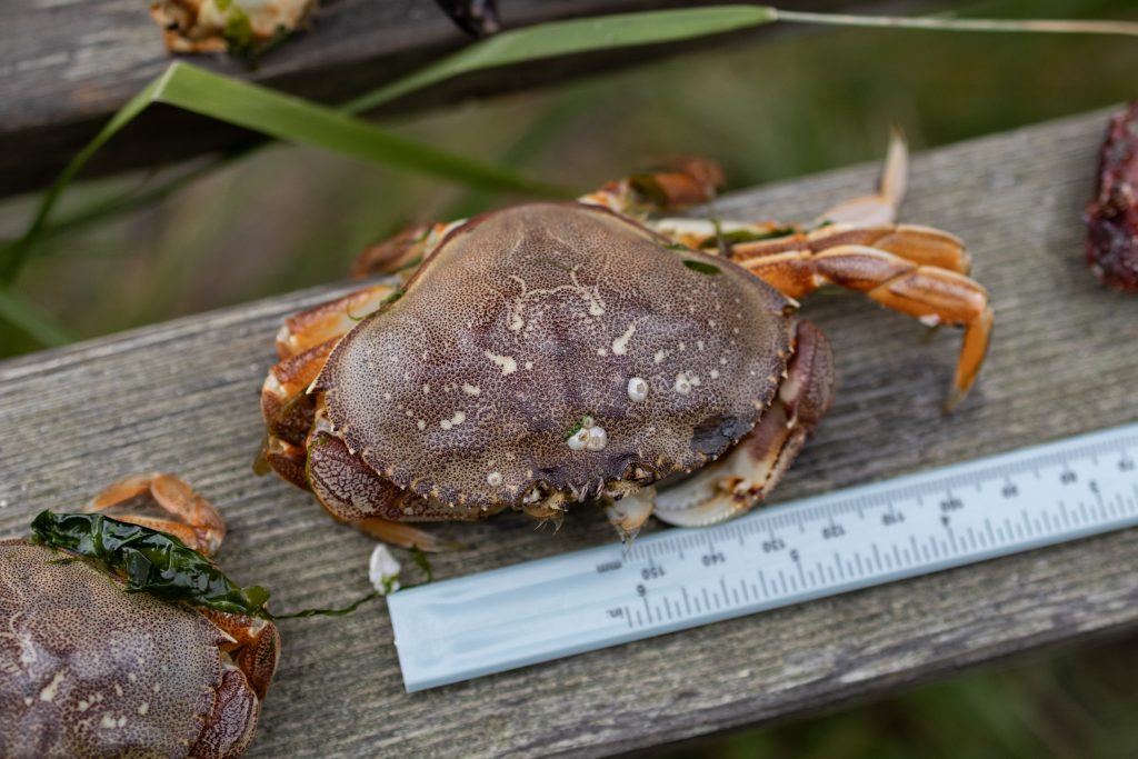 Dungeness crab molt next to a calipers