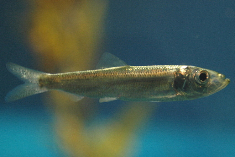 Pacific herring