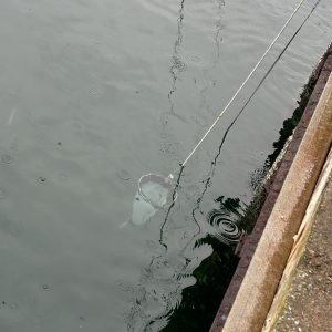 A cone-shaped plankton net is pulled through the water to collect phytoplankton.