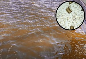 Reddish brown water of a phytoplankton bloom. A circular magnified view of spiny dinoflagellates and round diatoms.