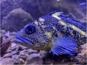 China rockfish at aquarium