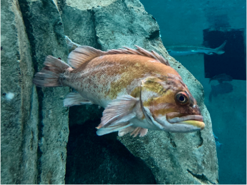 A large orange rockfish